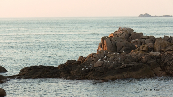 Crepuscule a Ploumanach (7)